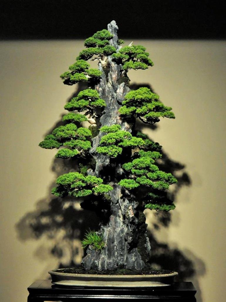 Kimura Playing with Bonsai | Bonsai Bark