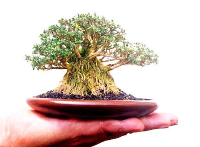 Small Is Beautiful (& Practical Too) | Bonsai Bark