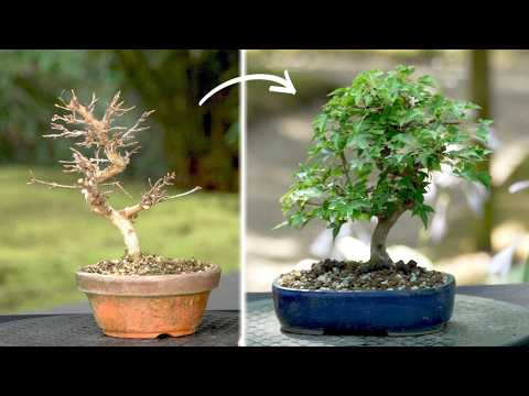 Spring Repot to Summer Styling | Trident Maple Bonsai