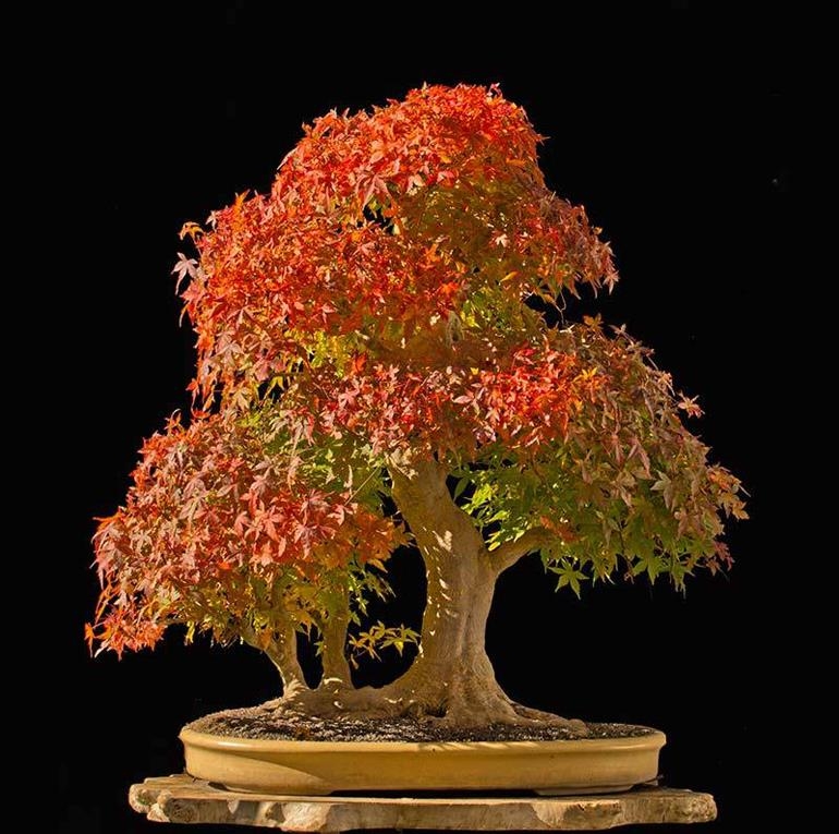Walter’s Big, Brilliant Japanese Maple Bonsai | Bonsai Bark