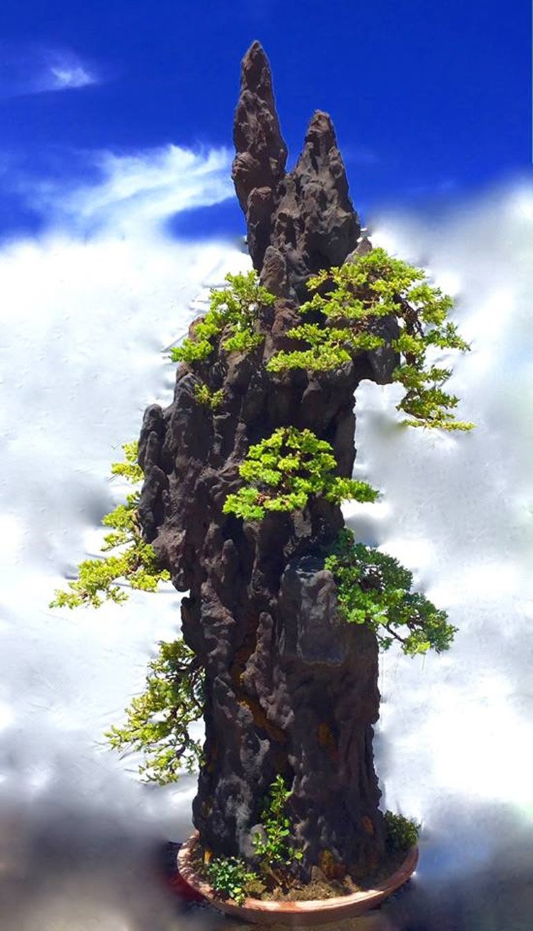 The Sky Is the Limit | Bonsai Bark