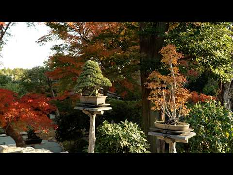 Treehouse Bonsai by Adam Jones