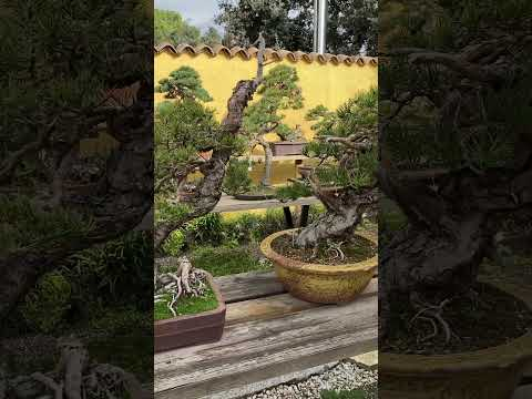 Bonsai by David Benavente #bonsai #madrid #gardening