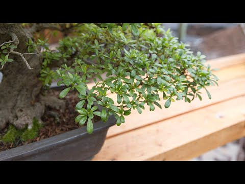 Mastering Satsuki Azalea Bonsai Form: Pruning and Wiring Techniques