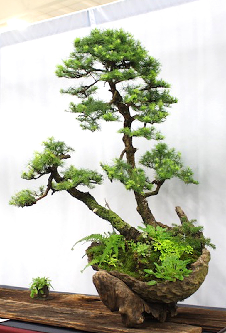 Natural Bonsai Winner | Bonsai Bark