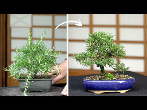 Using Rosemary for Bonsai - loved it!