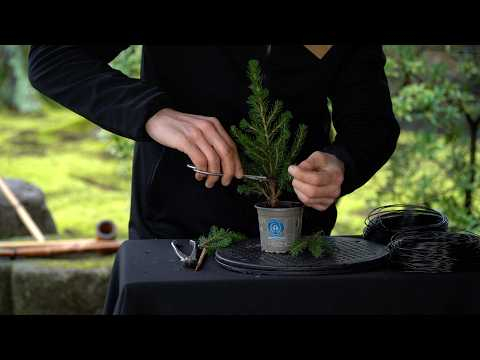 Starting out with Bonsai for 5 USD?