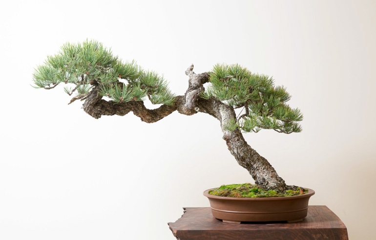 The Soul of a Tree | Bonsai Bark