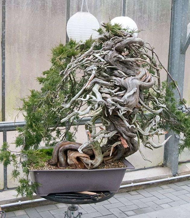 Meeting Michael Tran in his nursery near