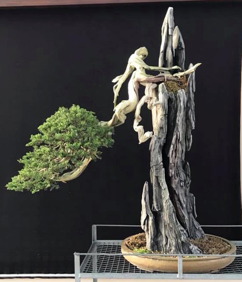 Hanging off a Cliff Somewhere in the Alps | Bonsai Bark