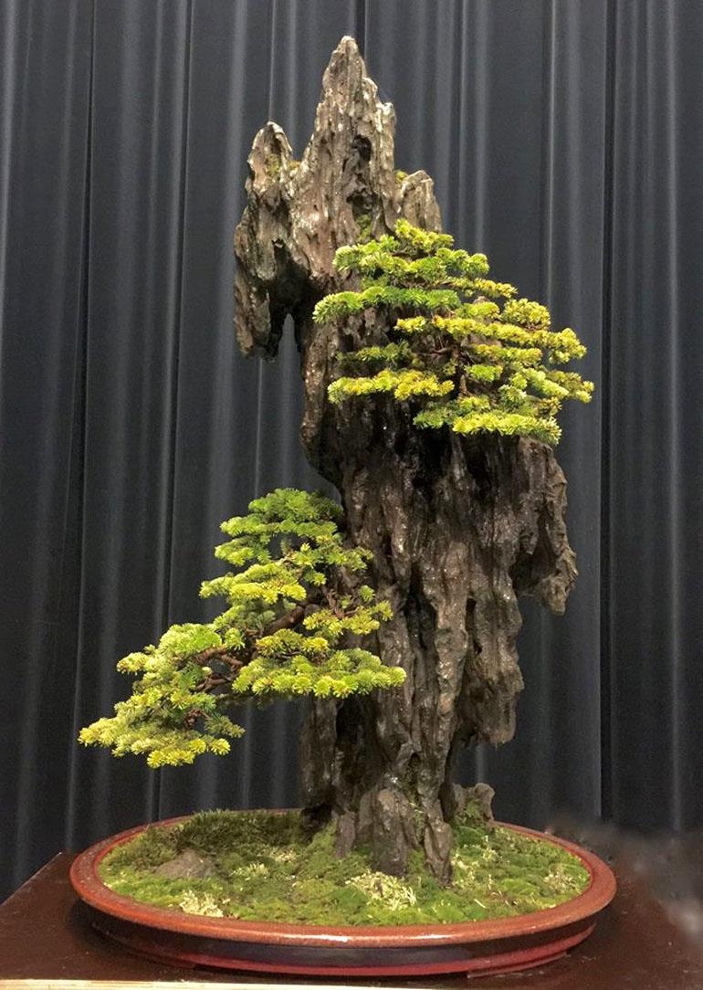 Two Major Bonsai Events & a Regal Rock Planting | Bonsai Bark
