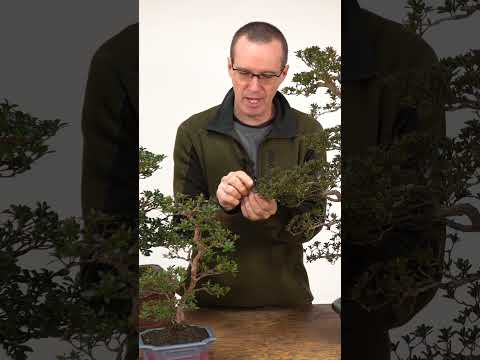 Bonsai Intermediate Course 3 #bonsai