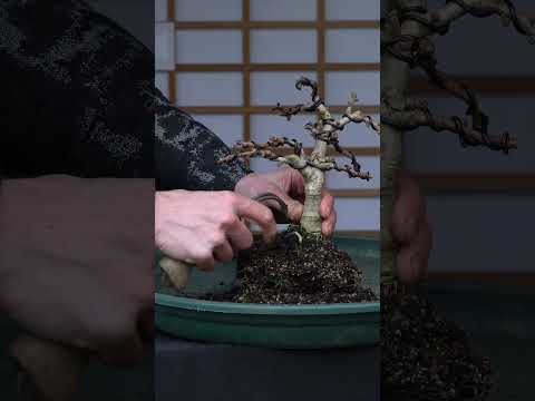 Ginkgo Bonsai progression #bonsai #gardening
