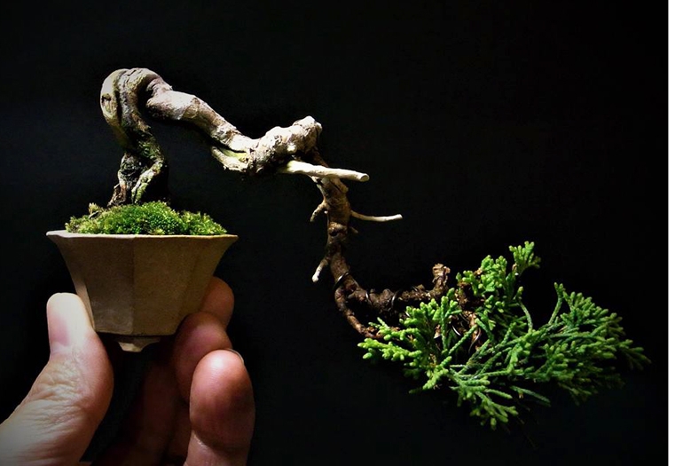 Tiny Pots, Tiny Trees… | Bonsai Bark