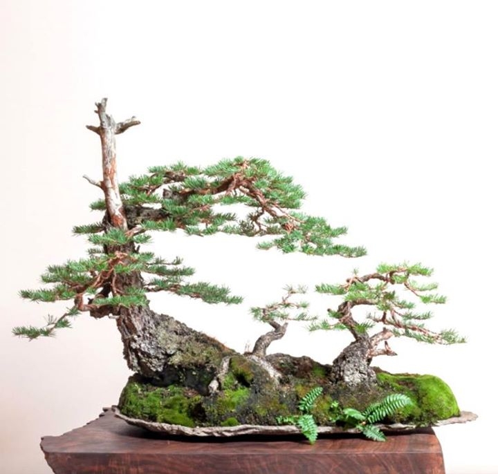 Bonsai Mirai Live bonsaibark.com stonelantern.com