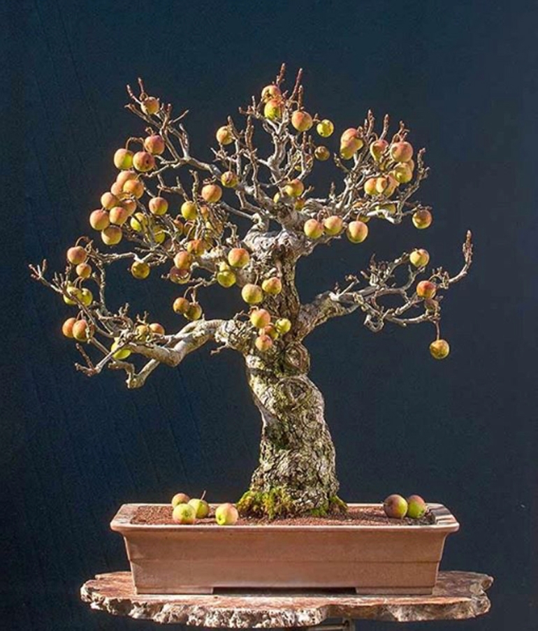 One Famous Bonsai Artist, One Tree & One T-Shirt | Bonsai Bark