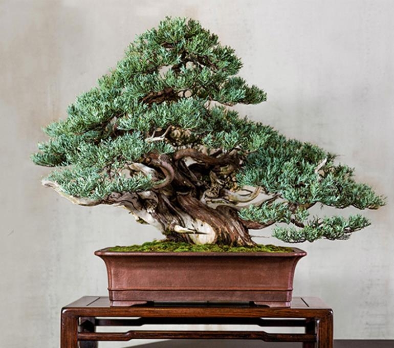 Prize Winners & Other Extraordinary North American Bonsai | Bonsai Bark