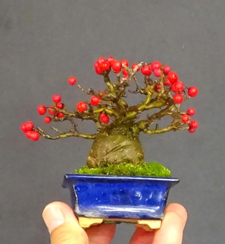 Bonsai Berries and Other Winter Delights | Bonsai Bark