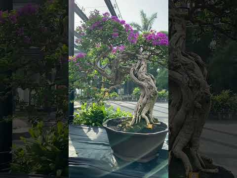 WBFF and PPBI Bonsai show  #bonsai #indonesia #surabaya