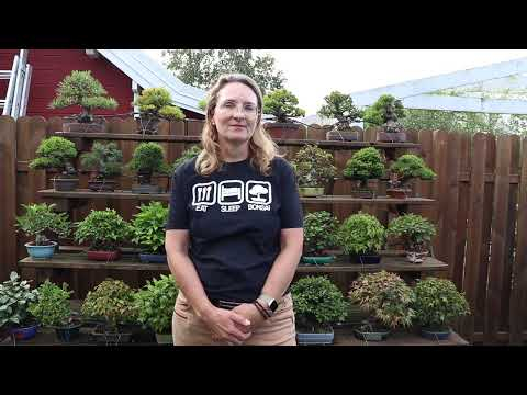 Bonsai techniques: Backbudding in Bonsai by Heike van Gunst