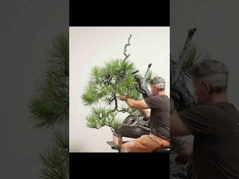 Join us Behind the Branch: Ponderosa Pine | Live Nov 18th at 4PM PST