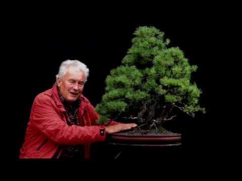 Tree talks with one and only Walter Pall. Part 4