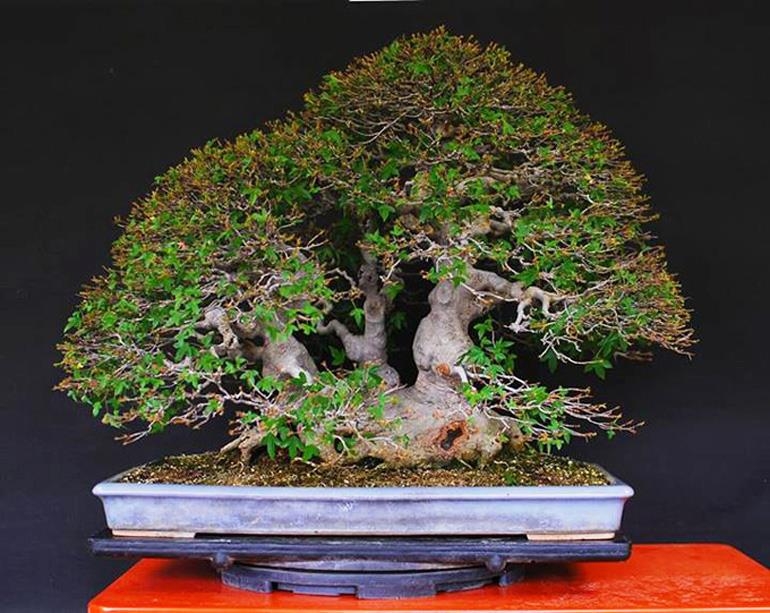 Defoliating Grandfather Bonsai | Bonsai Bark