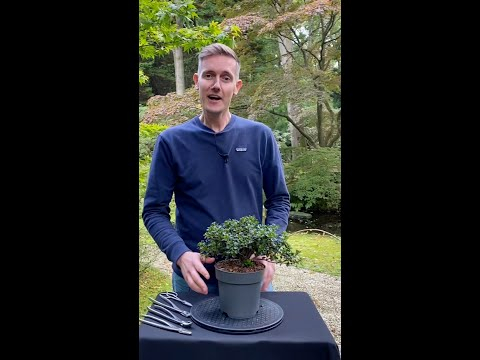 DIY: Cheap Azalea Bonsai #shorts