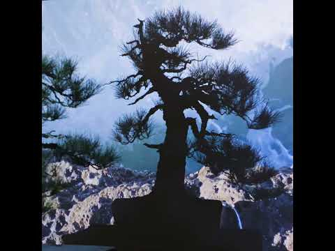 Coastal Monterey Pine Bonsai #shorts