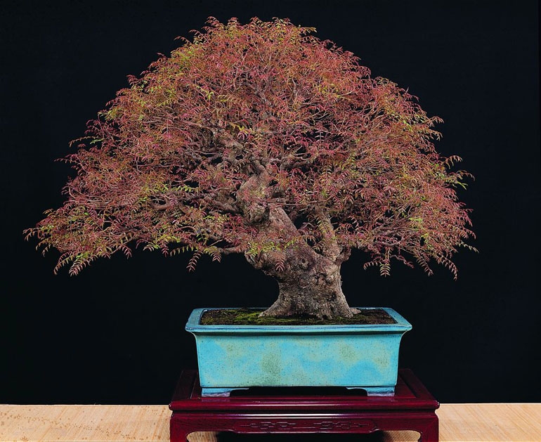 Not All Bonsai Need Deadwood | Bonsai Bark