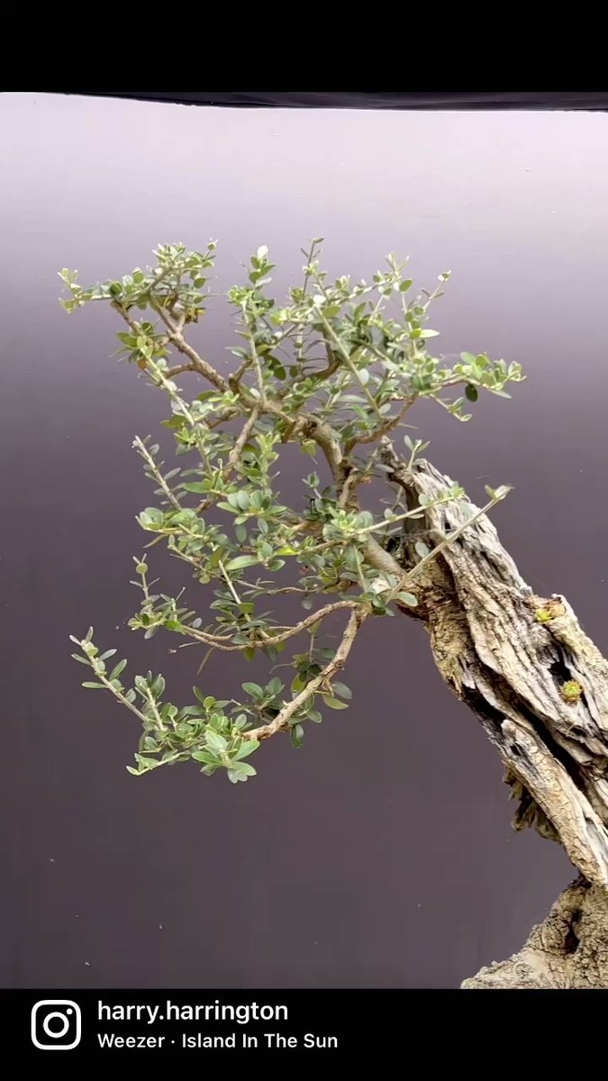 Olea sylvestris/Wild Olive bonsai, given a wire