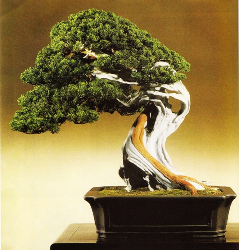 Feed Your Bonsai for Health & Beauty | Bonsai Bark