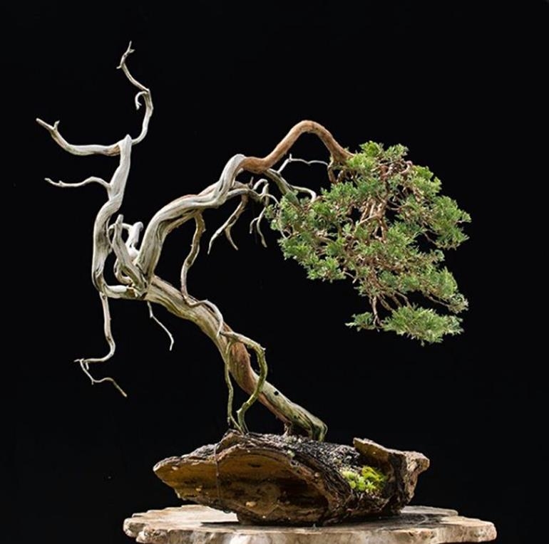 Walter’s Wild Sabina Juniper | Bonsai Bark