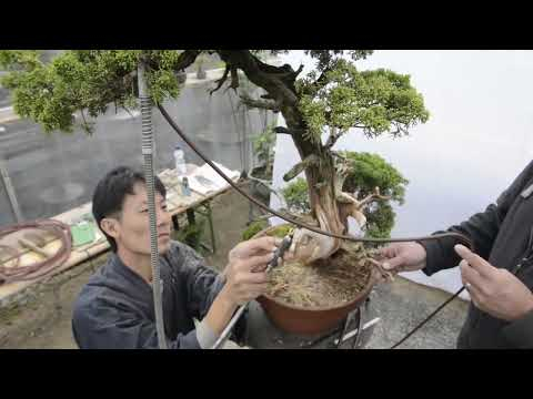 Minoru Akiyama cleaning and shari