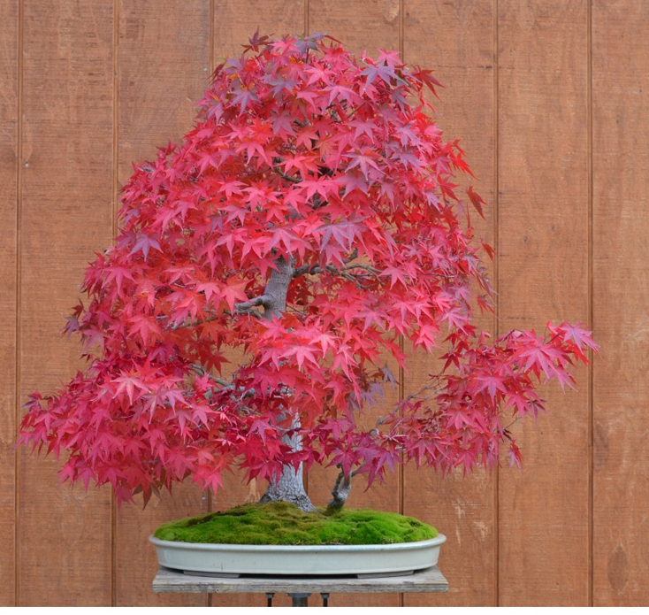 When to Let a Tree Run Off Leash by Michael Hagedorn | Bonsai Bark