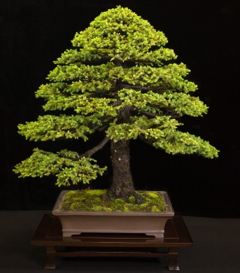HISTORICAL TREE SPOTLIGHT: Ezo spruce