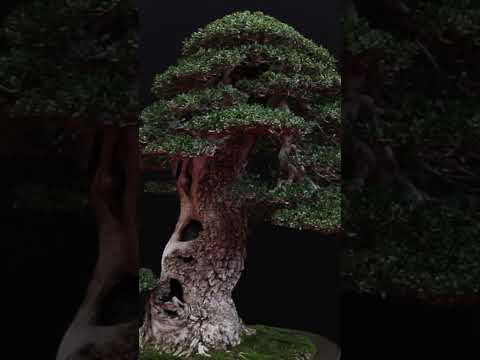 Beautiful Bonsai trees #bonsai #trees #gardening #garden