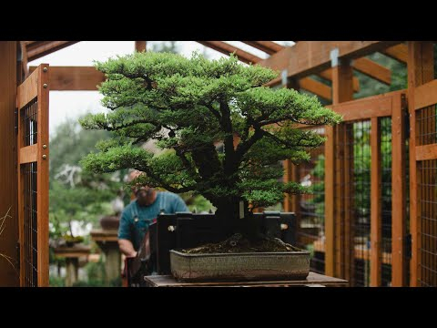 Chinese Elm Bonsai: Summer Pruning and Structural Refinement