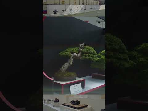 World Bonsai Convention Celebration #shorts