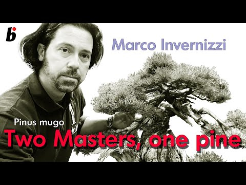 Two Masters, one pine, finalizing the work