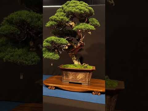 Europe's largest Bonsai show - the Trophy #bonsai