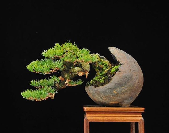 Bonsai Trifecta, 3 little Pines bonsaibark.com