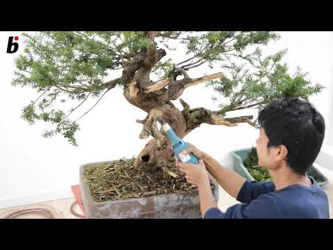 Naoki Maeoka works on the deadwood