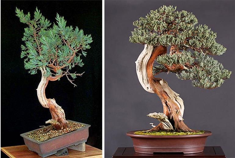 Bonsai Boon: A Sierra Juniper’s Eight Year Journey | Bonsai Bark
