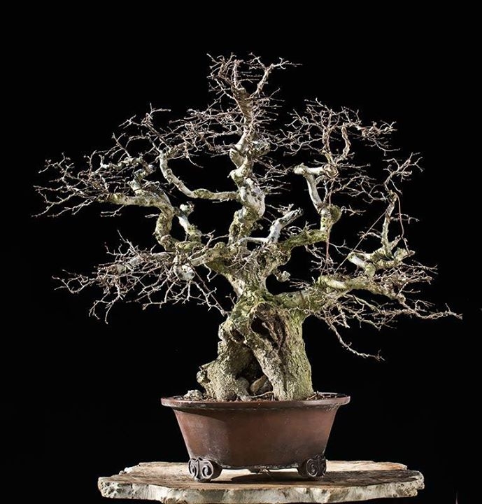 Oriental Hornbeam #45