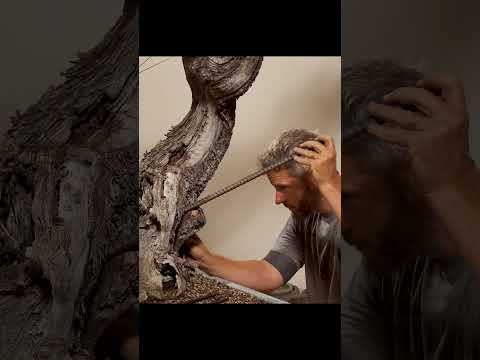 We’re going LIVE with a special bonsai event like no other!