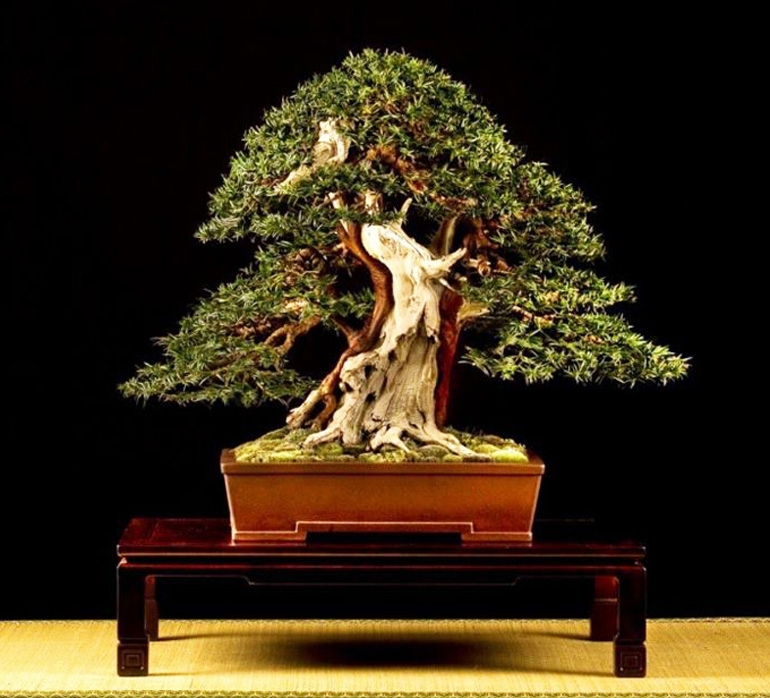 Happy Bonsai New Year! | Bonsai Bark