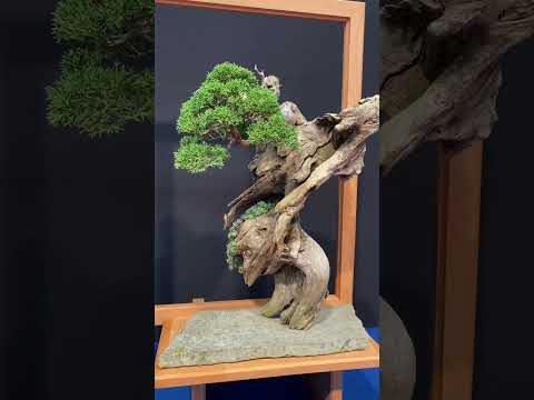 Trophy 2024 #bonsai #tree
