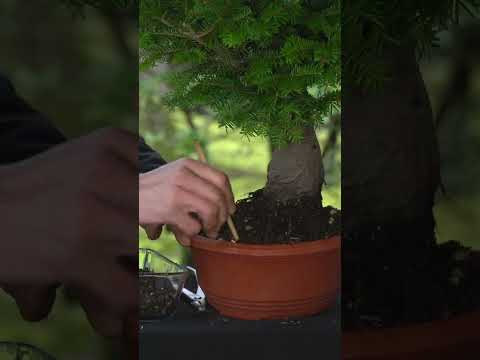 Bonsai from Christmas tree? #diy #christmastree #bonsai #christmas #bonsaitree