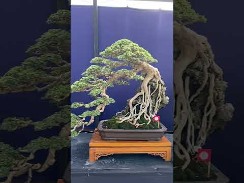 Bonsai landscapes #miniature #landscape #bonsai